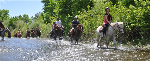 Horse Safari